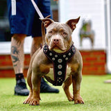 ''Bijou'' harness Black & Pink for big dogs