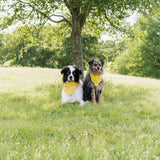 Daisy Yellow Bandana