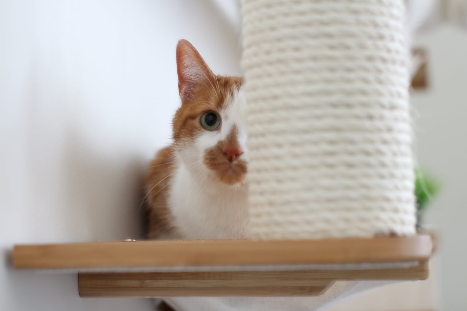 The Bunker - Multi Level Cat Tree with Perch by Catastrophic Creations