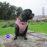 Mr. Peanut's PupTrek Harness and Leash Set, Small Dog/Cat Soft Mesh Step In Harness Vest
