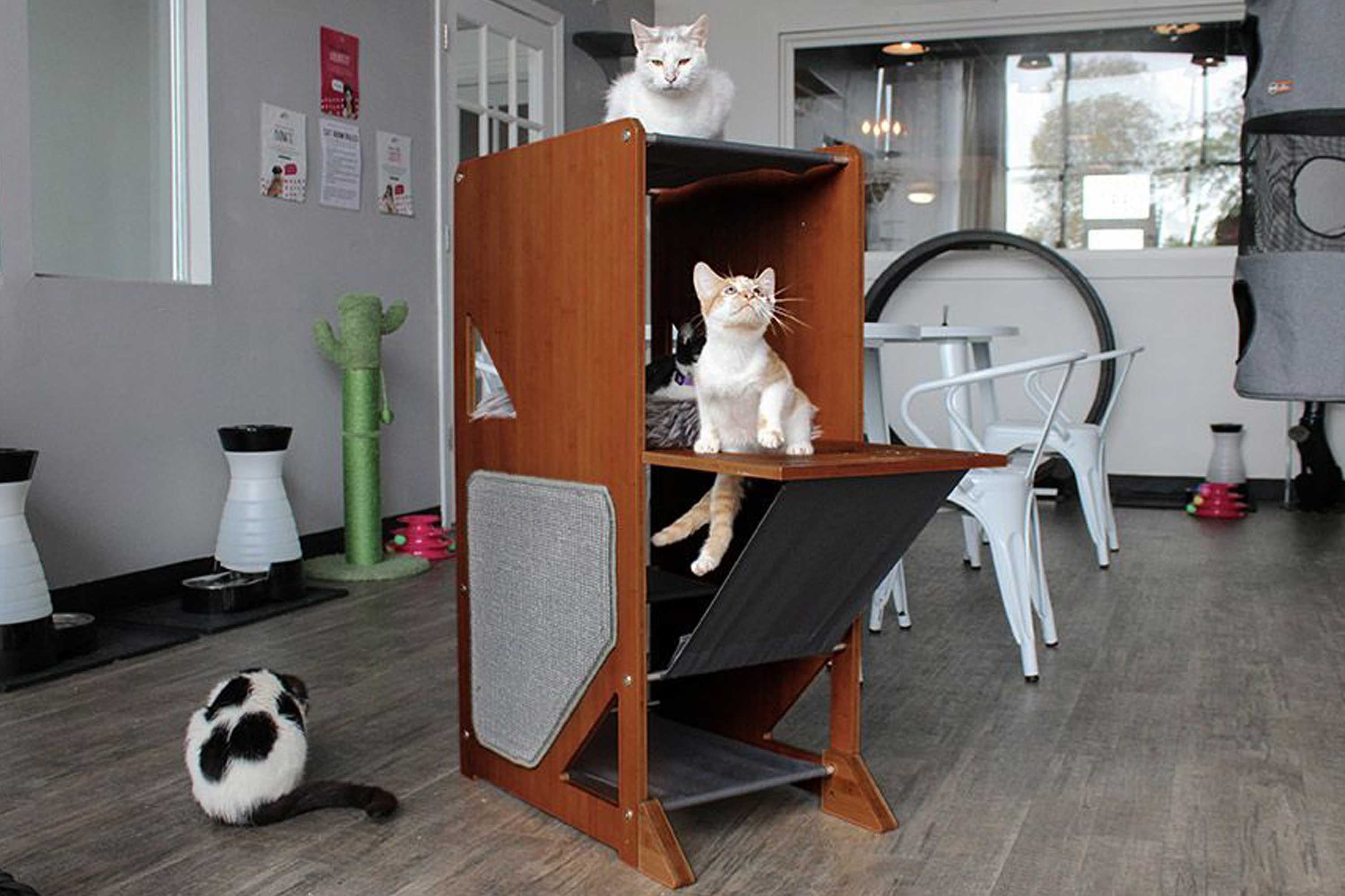 The Overlook - Sturdy - Bamboo Cat Tree by Catastrophic Creations