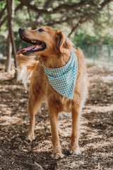 Dorothy's Picnic Dog Bandana