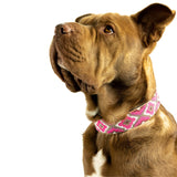 Del Mar Sambboho dog collar
