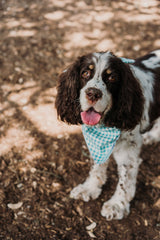 Dorothy's Picnic Dog Bandana