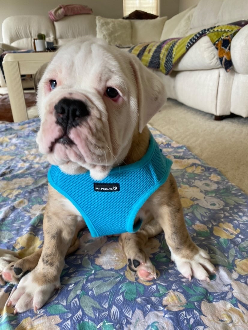 Mr. Peanut's PupTrek Harness and Leash Set, Small Dog/Cat Soft Mesh Step In Harness Vest