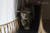 Cat Wall Bridge and Shelf Set by Catastrophic Creations