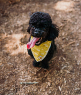 Daisy Yellow Bandana