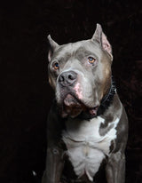 ''Black Giant'' collar