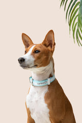 Cloud Nine Waterproof Collar