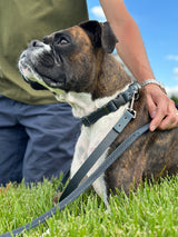 Euro-Dog Collars and Leads