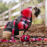 Frenchie Bulldog