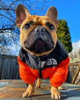 The Dog Face