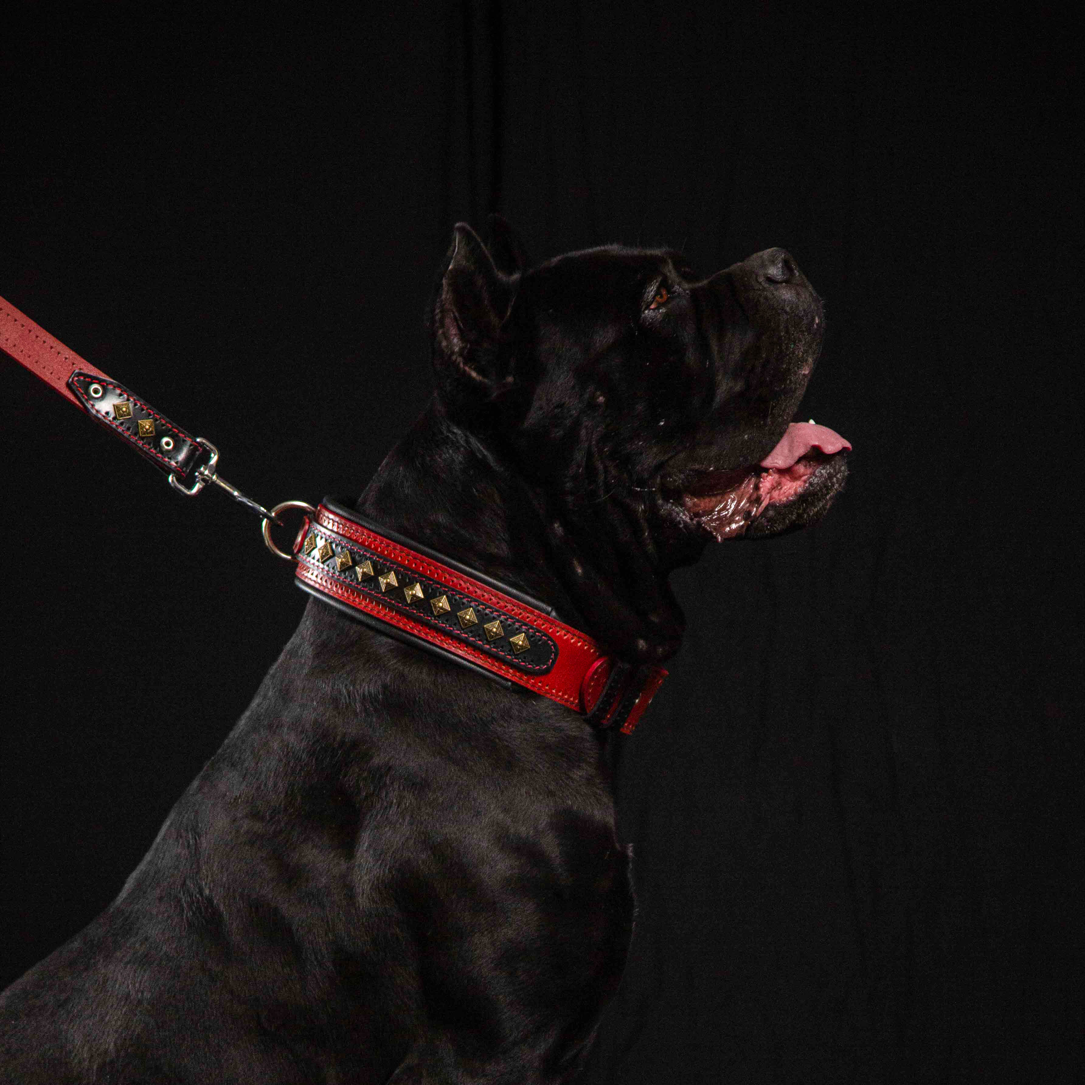 The "Balteus" red collar