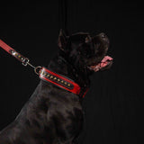 The "Balteus" red collar