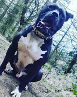 The "Steel" collar