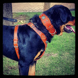 The "Eros" harness brown