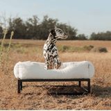 The FÜZI Dog Bed