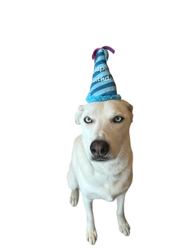 Squeaky Blue Birthday Hat Dog Toy