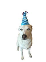 Squeaky Blue Birthday Hat Dog Toy