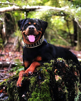 The "Gold Giant" collar