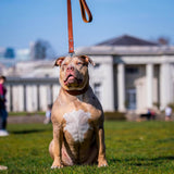 Plain "Style" collar brown