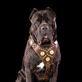 The "Maximus" brown harness