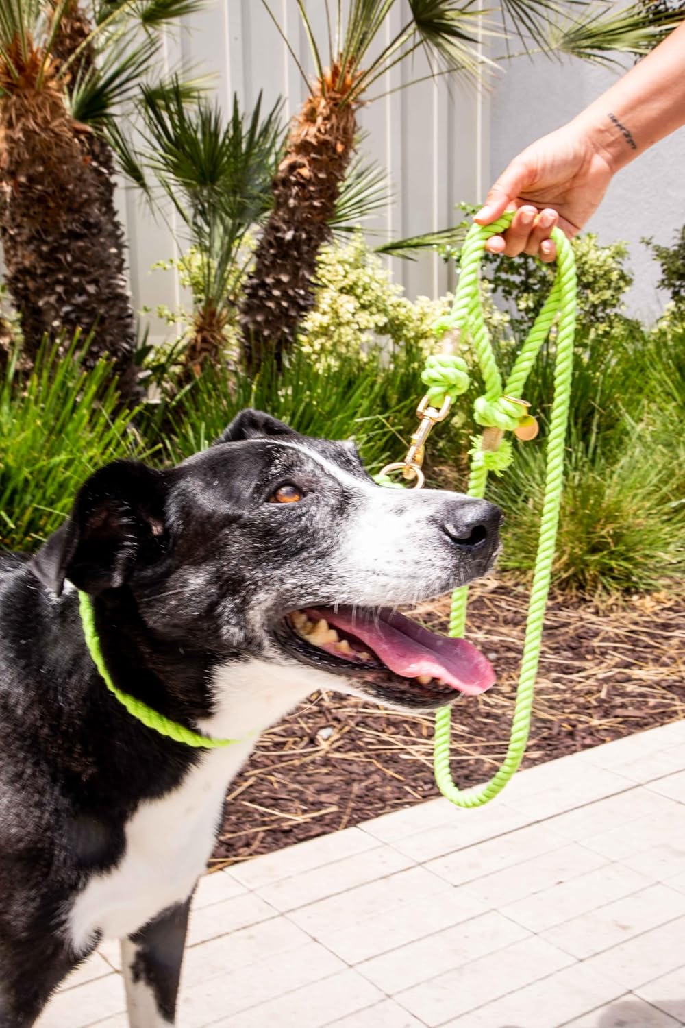 Lime Green Boho Chic Dog Leash