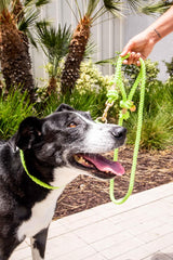 Lime Green Boho Chic Dog Leash