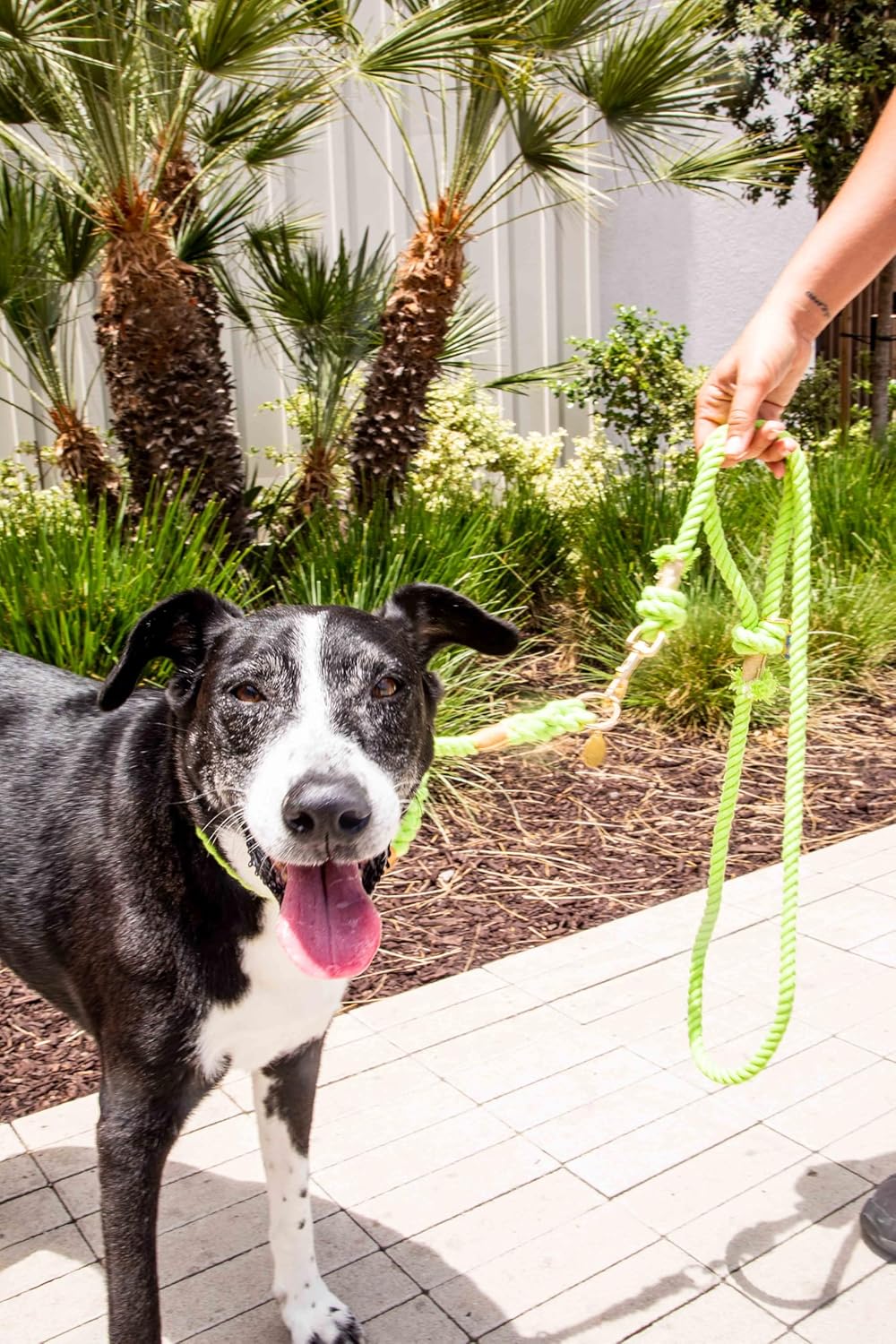 Lime Green Boho Chic Dog Leash