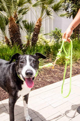 Lime Green Boho Chic Dog Leash