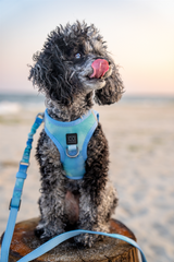 The Summer AIR Harness - Ocean