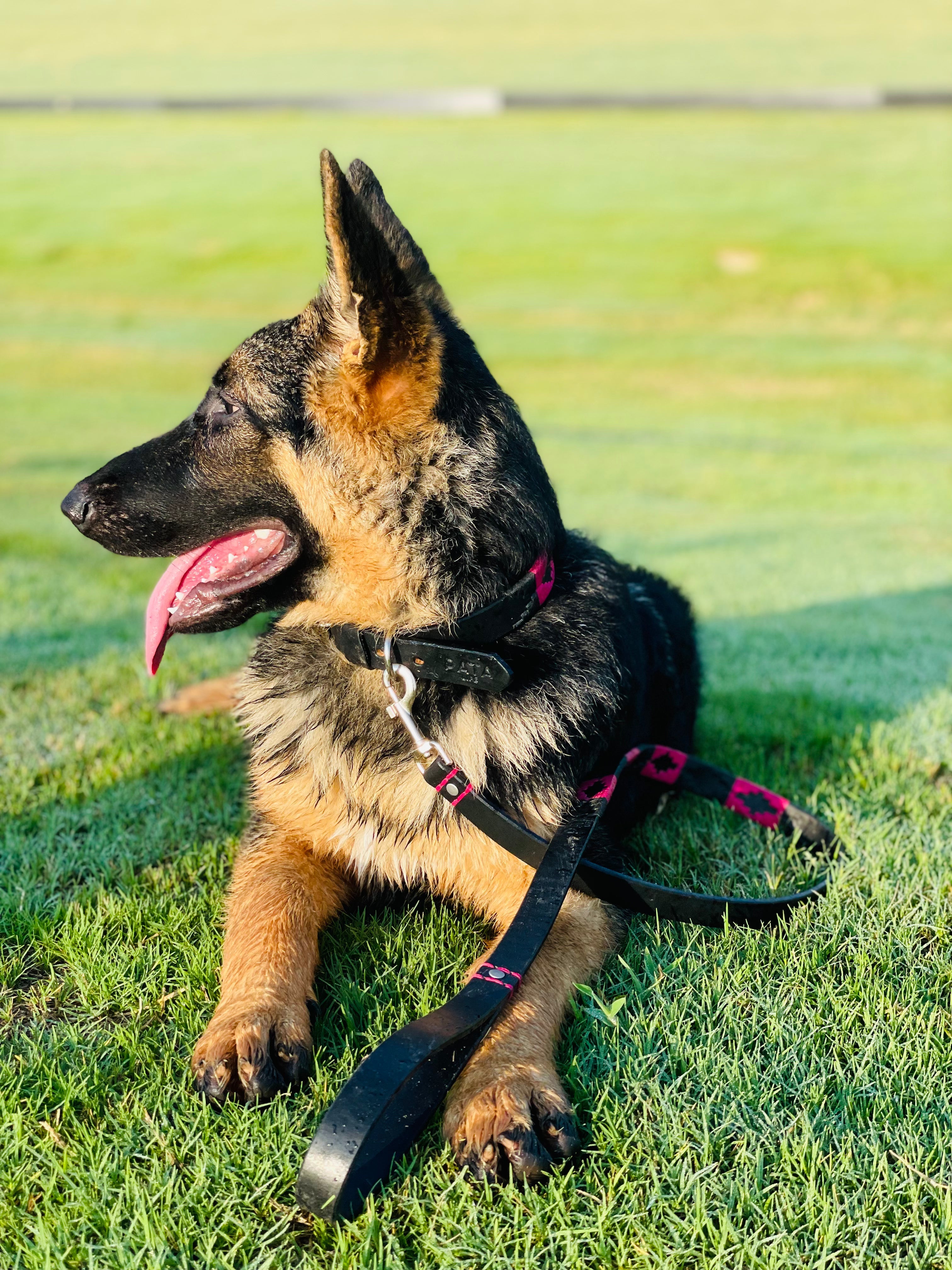 Black and Pink Dog Leash