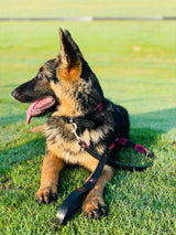 Black and Pink Dog Leash