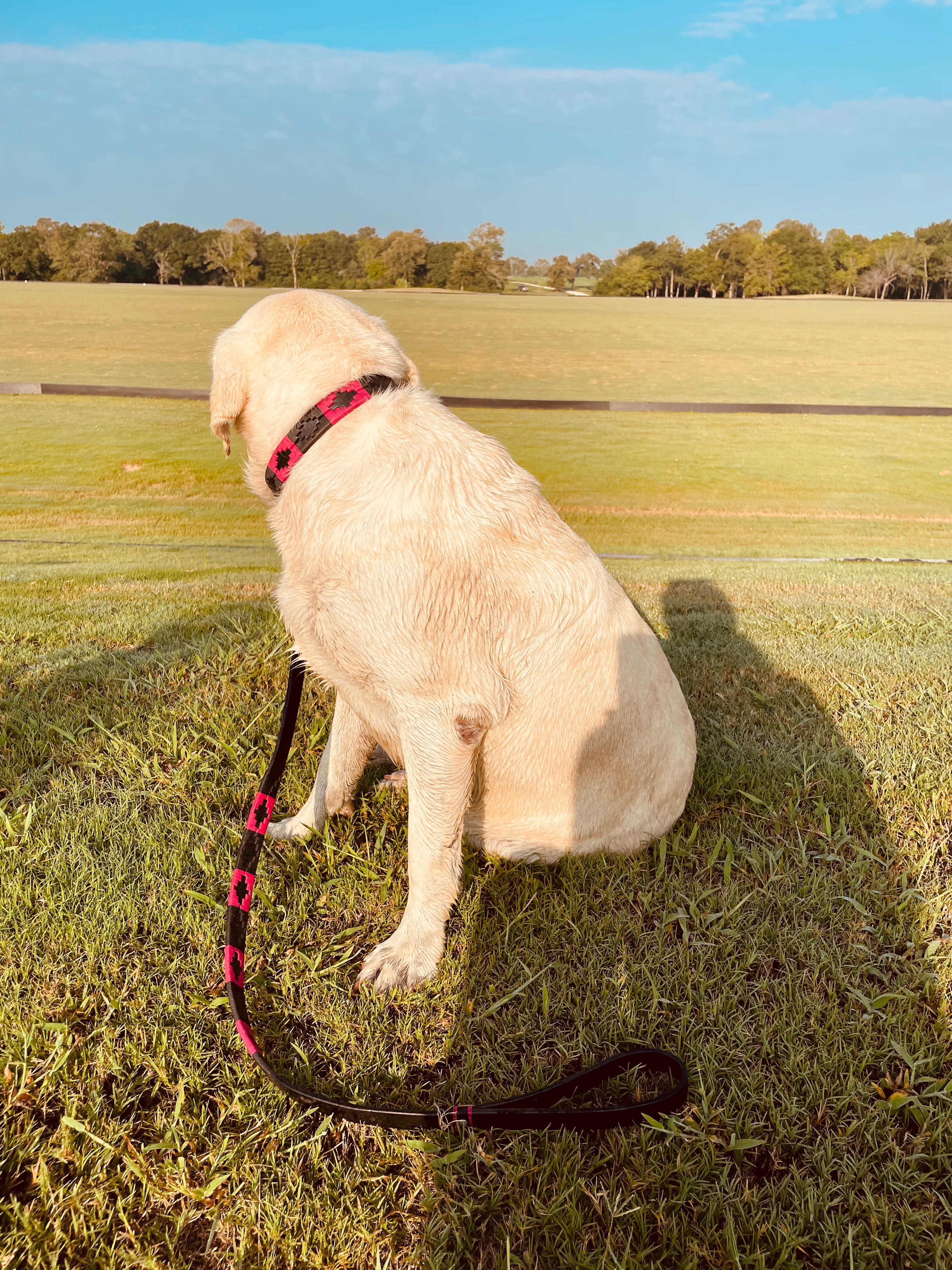 Black and Pink Dog Leash