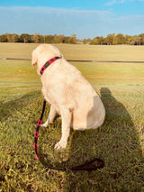 Black and Pink Dog Leash