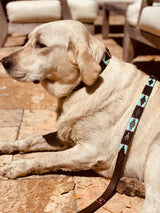 Black with Turquoise Dog Leash