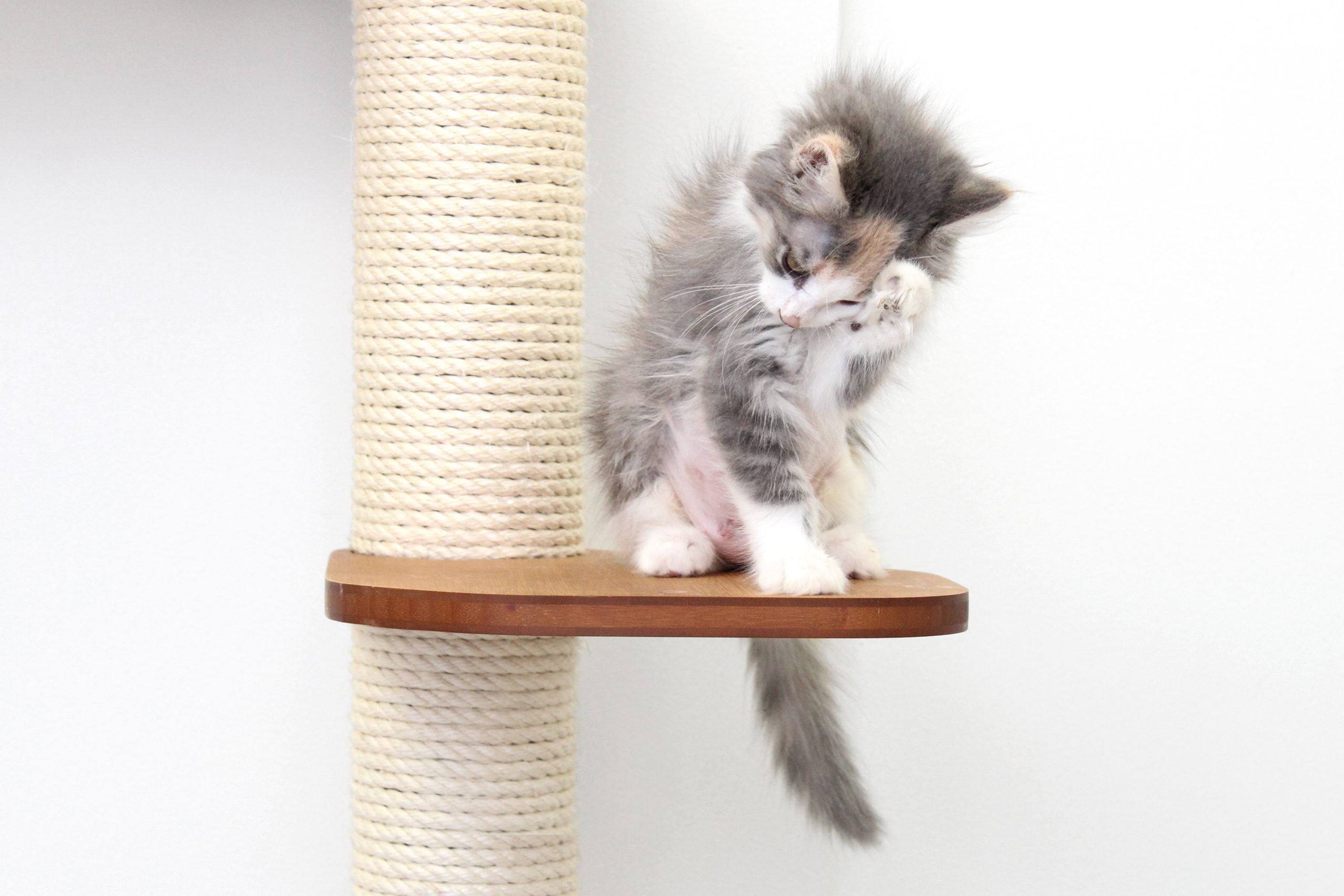 The Deluxe Cat Fort - Modern Cat Condo by Catastrophic Creations