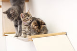 The Deluxe Cat Fort - Modern Cat Condo by Catastrophic Creations