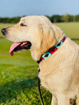 Pink and Turquoise Dog Leash