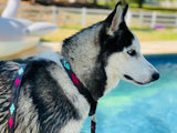 Pink and Turquoise Dog Collar