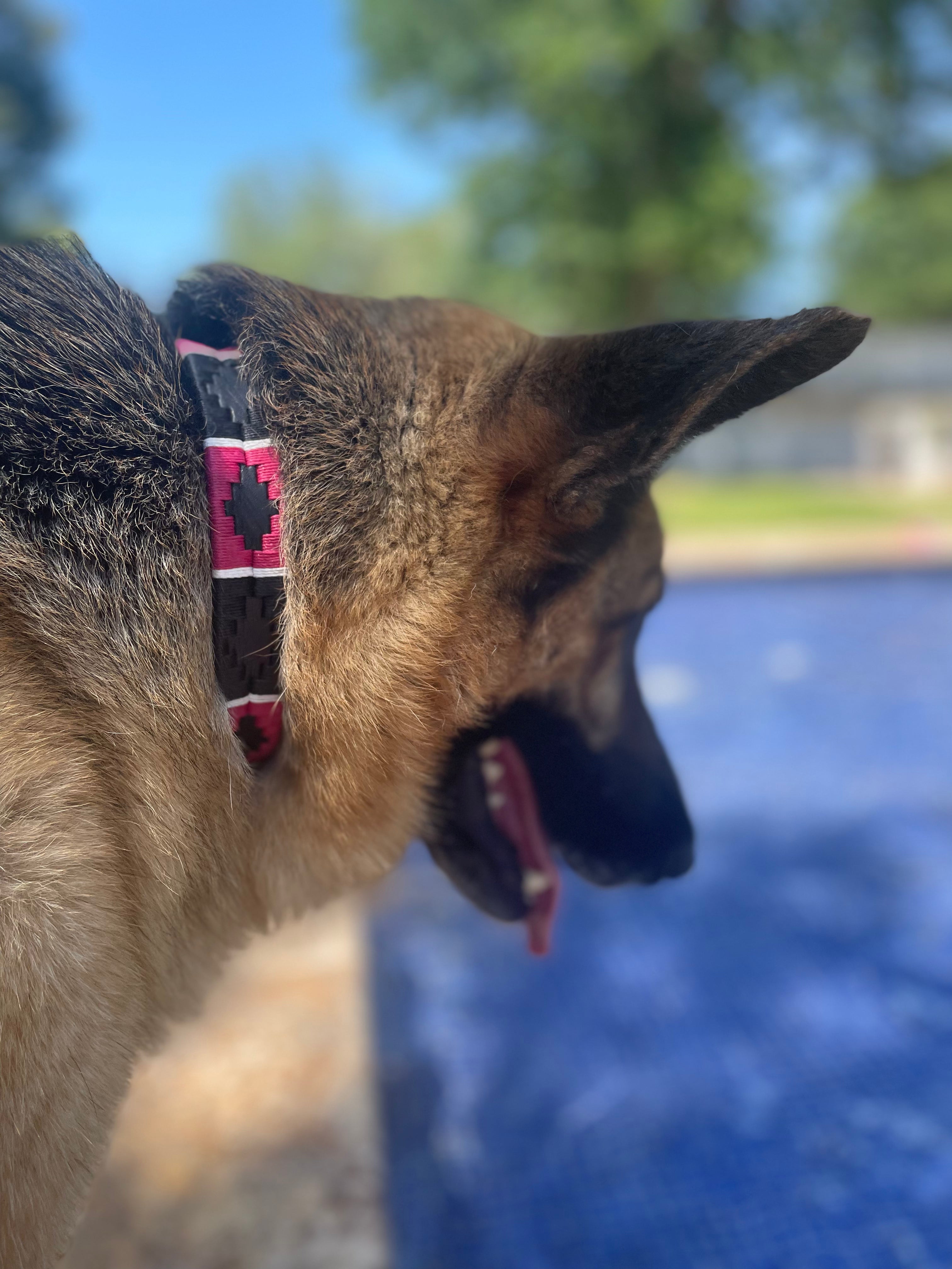 Pink and Black Dog Collar