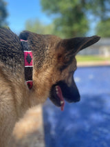 Pink and Black Dog Collar