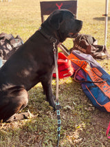 Black with Turquoise Dog Leash