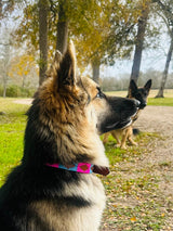 Baby Blue/Pink Dog Collar
