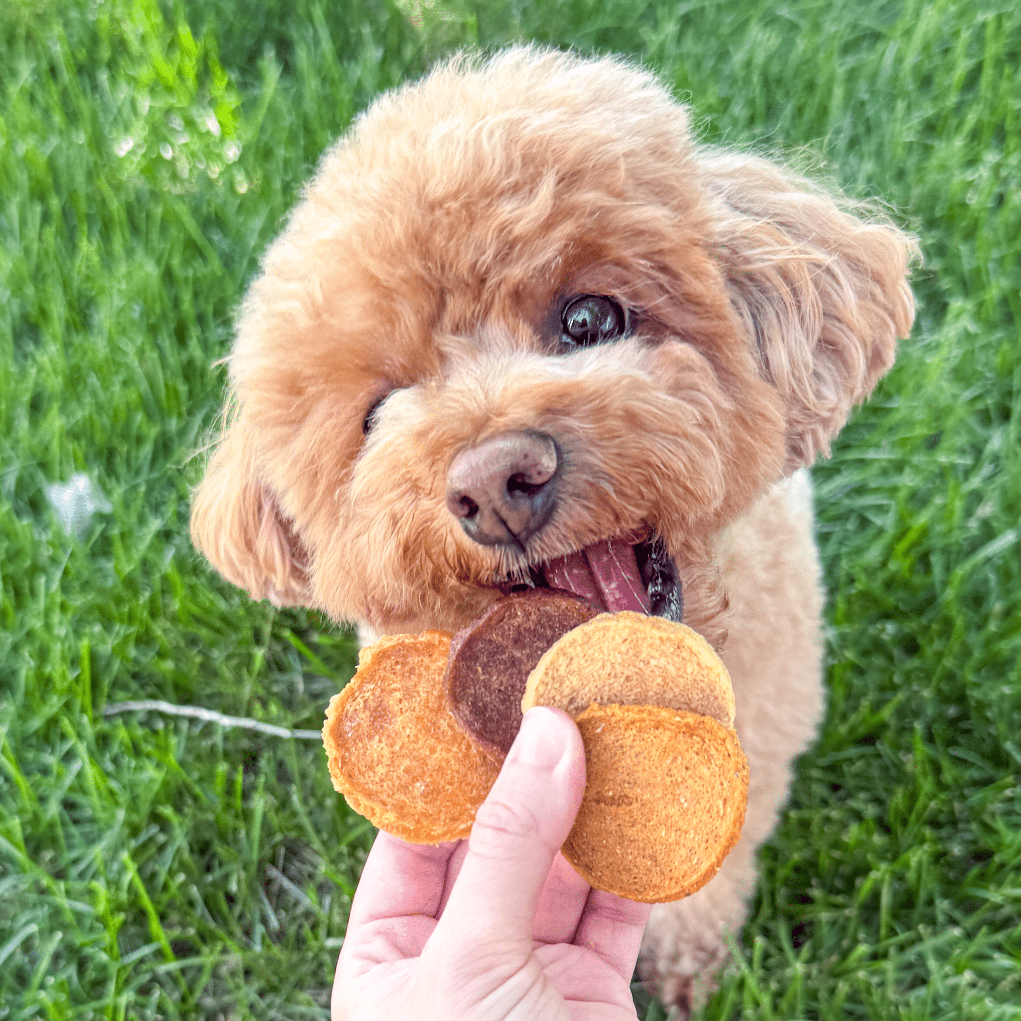 Halloween Trick-or-Treat Dog Treat Mix — Farm To Pet