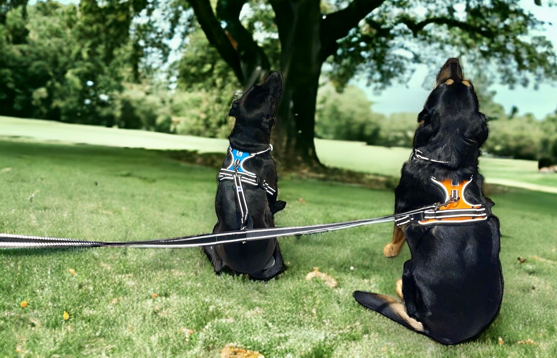 Headlight Harness 2 Dog Reflective Double Dog Leash