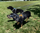 Headlight Harness 2 Dog Reflective Double Dog Leash