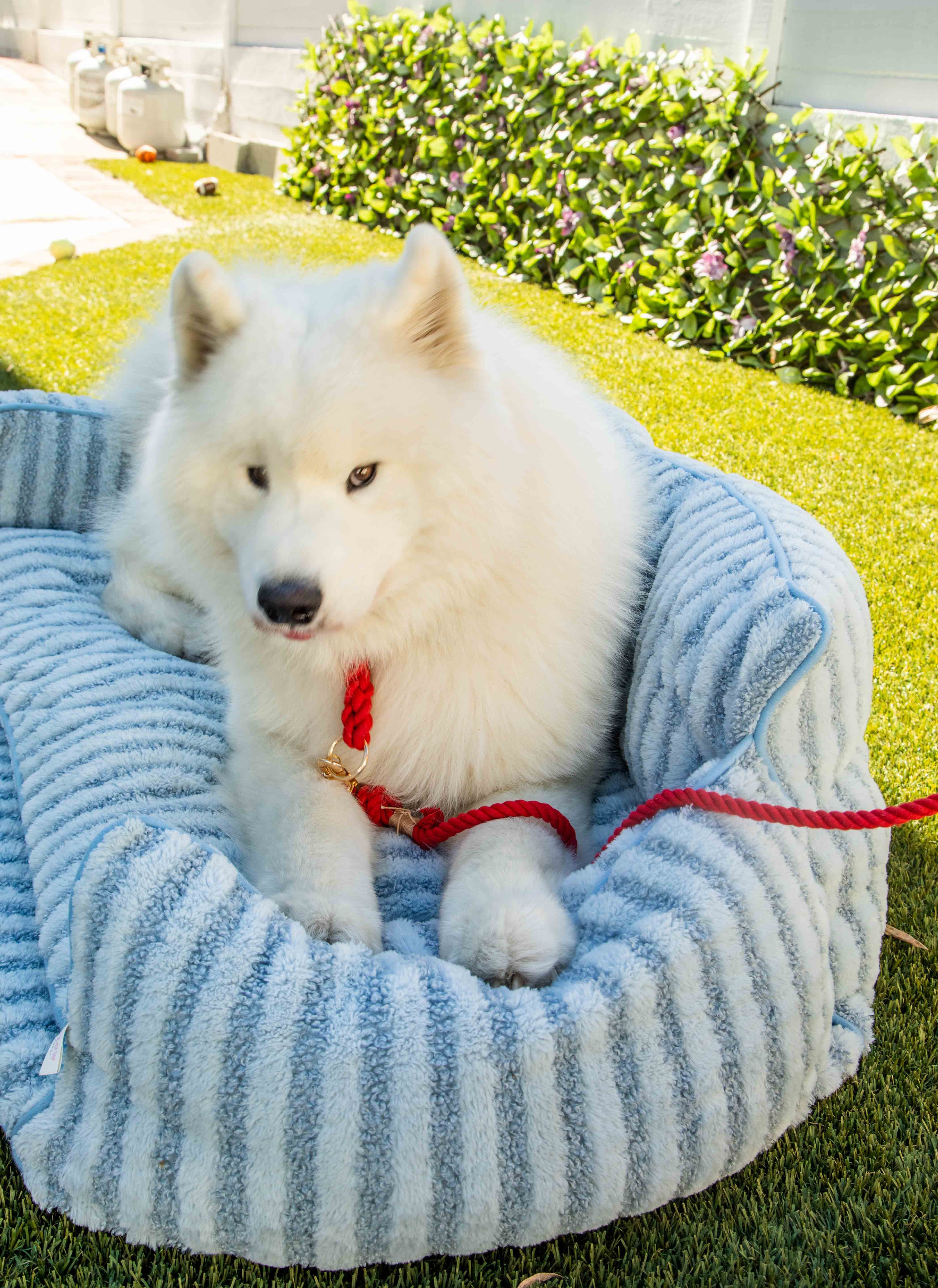 Red Boho Chic Style Dog Leash