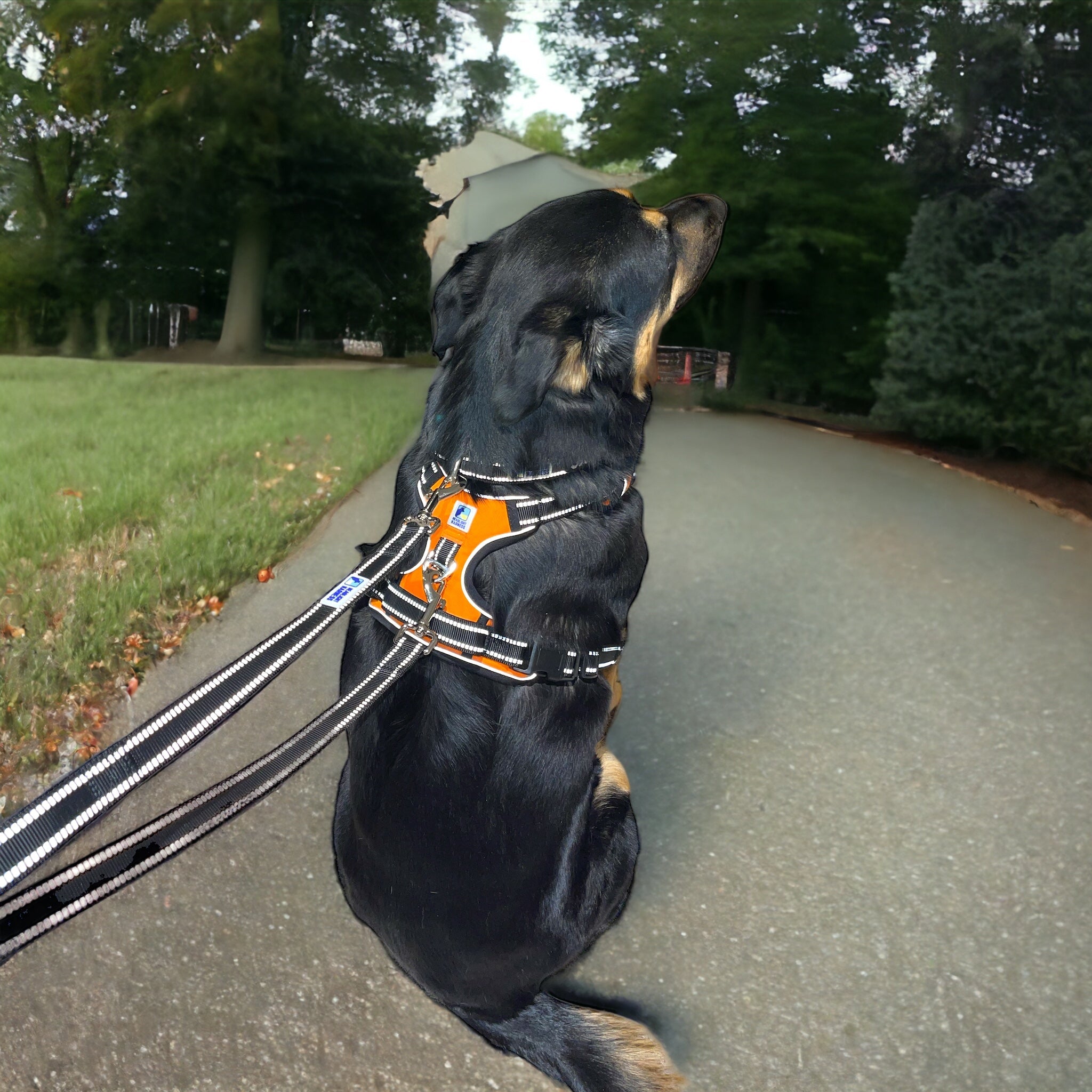 Headlight Harness 2 Dog Reflective Double Dog Leash