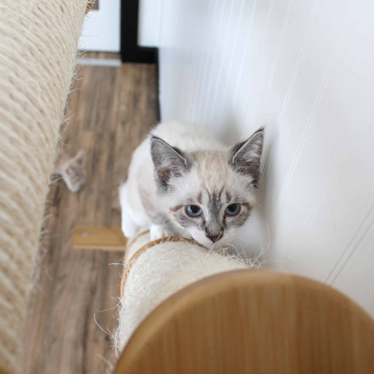 Slanted Cat Scratcher for Wall by Catastrophic Creations